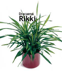 Dracaena Rikki